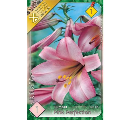Lilium - Pink Perfection/1 ks