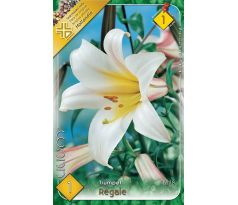 Lilium - Regale/1 ks