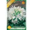 Agapanthus white