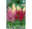 Astilbe mix