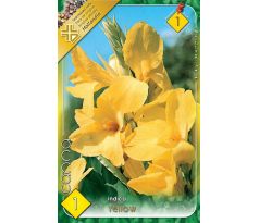 Canna Greenleaves - yellow