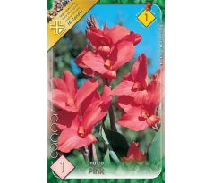Canna Greenleaves - pink
