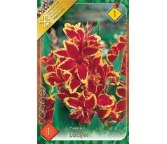 Canna - Lucifer