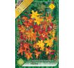 Crocosmia smallfl. mixed