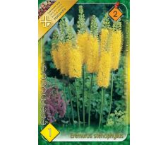 Eremurus stenophyllus
