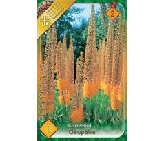 Eremurus Cleopatra