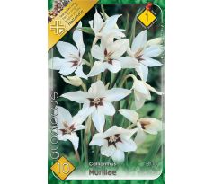 Gladiolus Callianthus - Gladiolus Muriealae