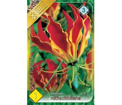Gloriosa rothschildiana - Gloriosa rothschildiana