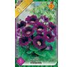 Gloxinia - violacea