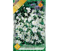 Gypsophilla Paniculata