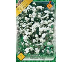 Gypsophilla Bristol Fairy