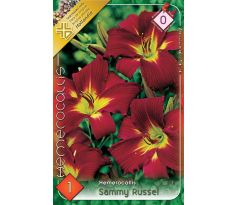 Hemerocalis - Sammy Russel