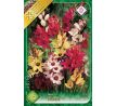 Ixia African Cornlili - mixed