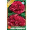 Paeonia sinensis - red