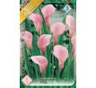 Zantedeschia - pink