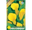 Zantedeschia - yellow