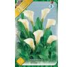 Zantedeschia - white