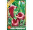 Zantedeschia - red