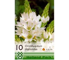 Ornithogalum thyrsoides