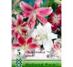 Lilium oriental - mixed 5 ks