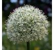 Allium Mount Everest / 1ks v balení