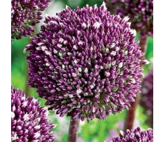 Allium Summer Drummer / 5ks v balení