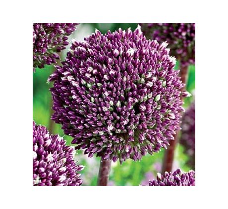 Allium Summer Drummer / 5ks v balení