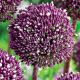 Allium Summer Drummer / 5ks v balení