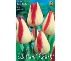 Tulipa - Page Polka / 10ks v balení
