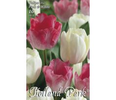 Tulipa - Duo Pink & White / 10ks v balení