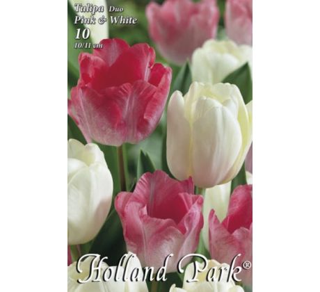 Tulipa - Duo Pink & White / 10ks v balení