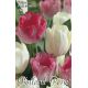 Tulipa - Duo Pink & White / 6ks v balení