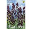 Fritillaria Persica Adyaman / 1ks v balení